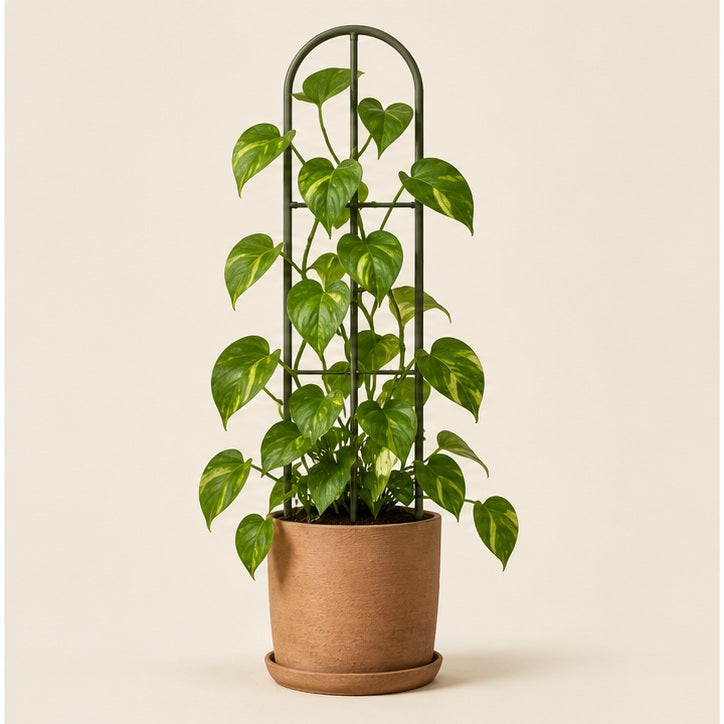 Arched Metal Plant Support Trellis — studio view