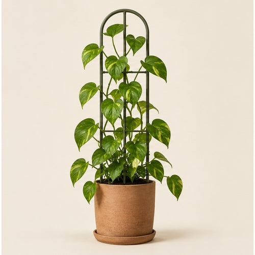 Arched Metal Plant Support Trellis — studio view
