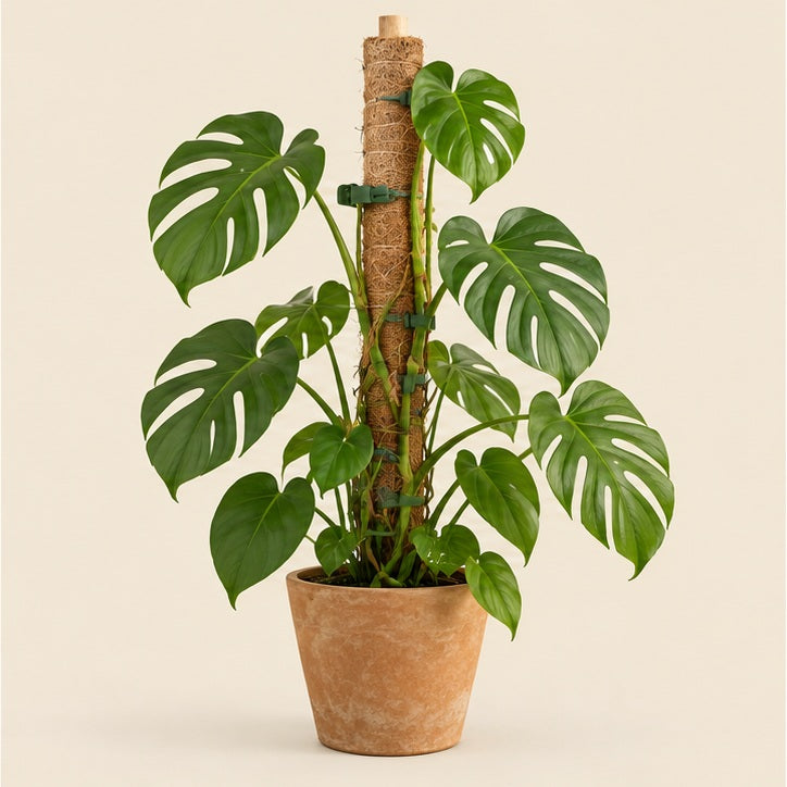 Coir Moss Pole Support Kit — studio view
